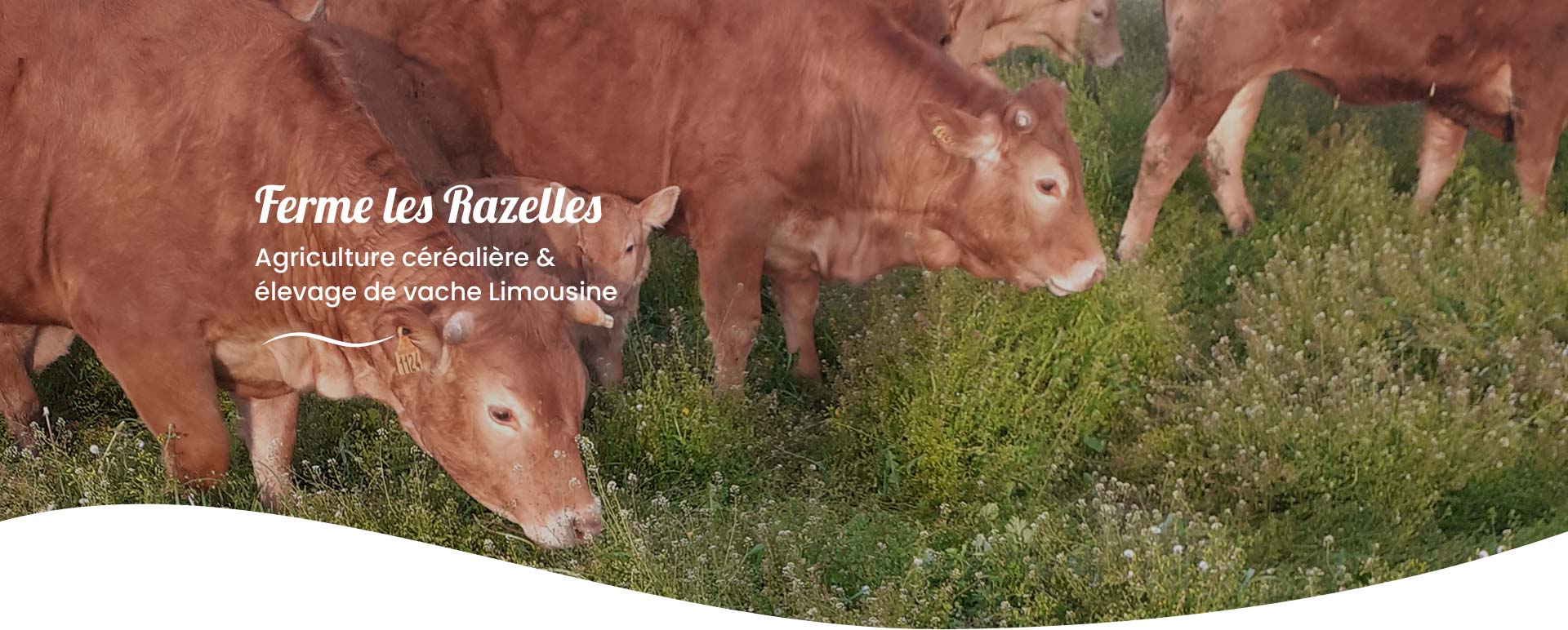 Ferme de viande bovine Sainte Foy - earl des razelles