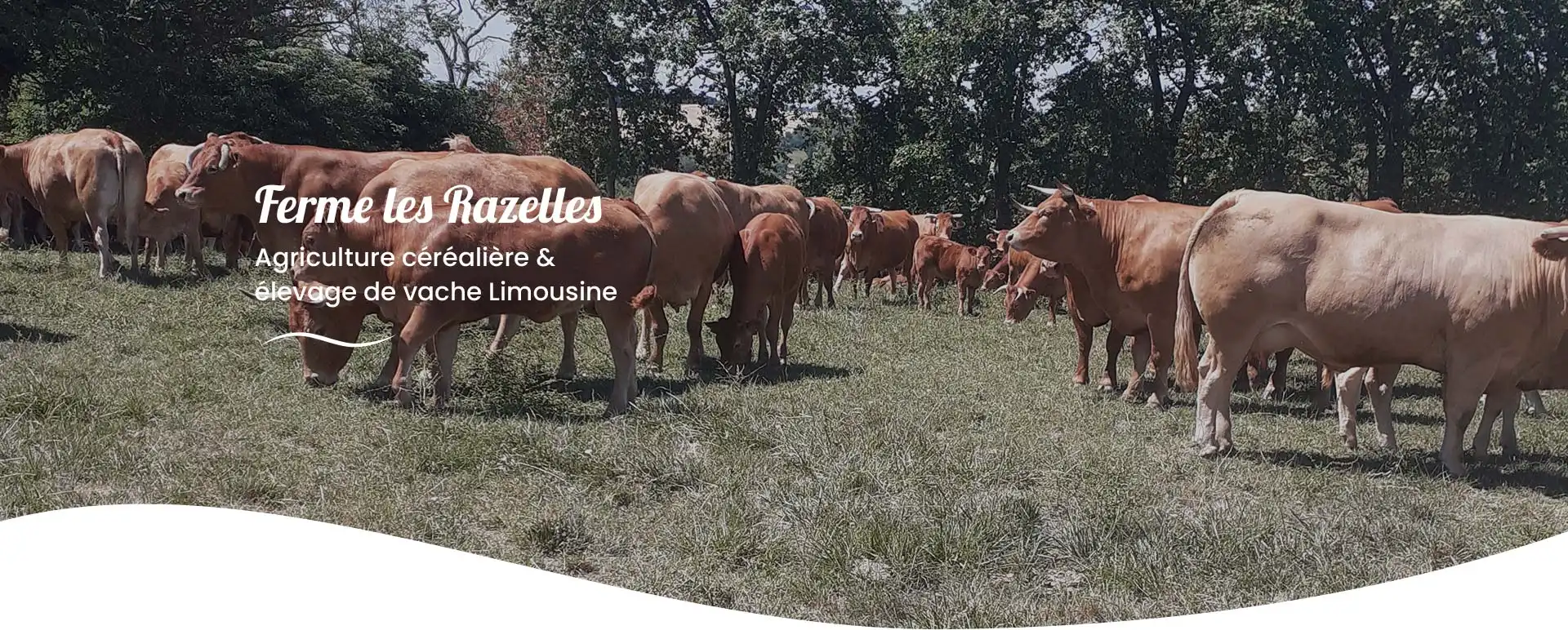 Viande bovine élevage durable Sainte Foy - earl des razelles